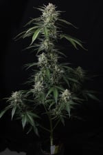 Banana Guava Auto