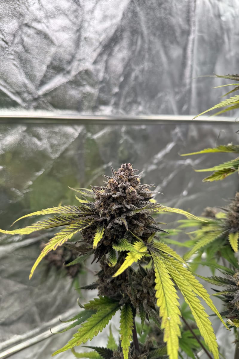 Photo of Cherry Cola Auto RF3