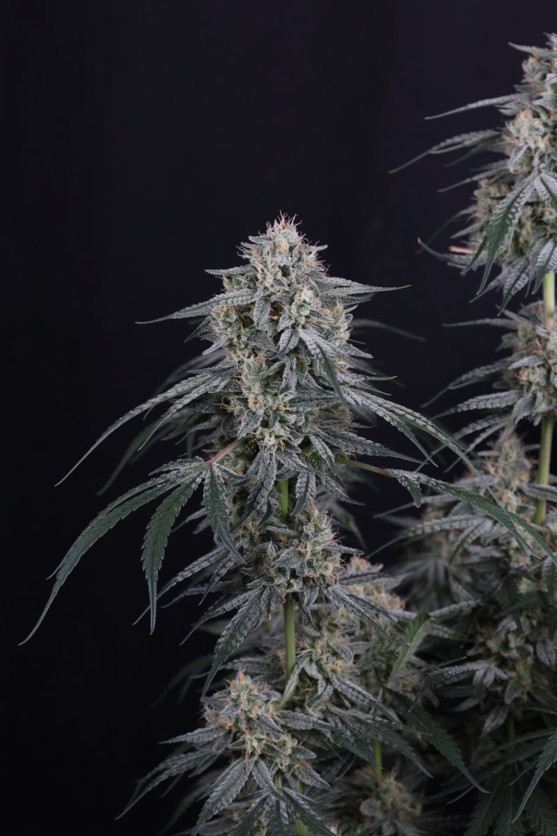 Photo of Garlic Mint Sherbet Auto
