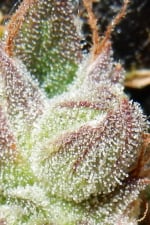 CBD Auto 11 CBD Crack