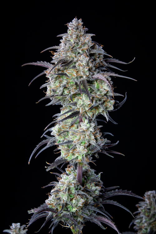 Buy Mimosa Cake Auto Cannabis Seeds | Fast Buds