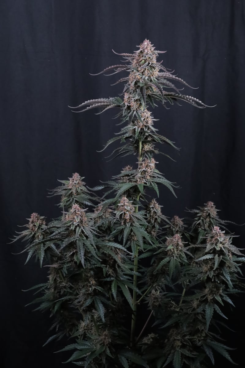 Photo of Mendo Cherry Cookies Auto