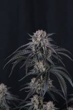 Mango Frost Auto