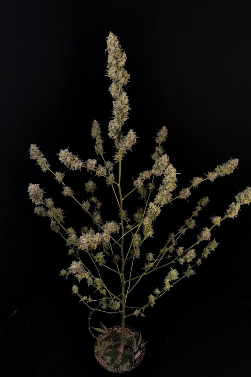 Photo of BubbleGum Auto