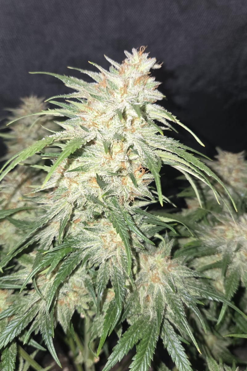 Photo of Frostbanger Auto