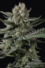 Banana Guava Auto