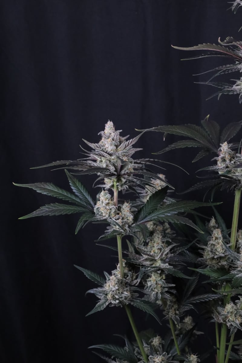 Photo of Mendo Guava Auto