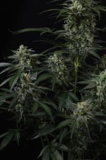 Banana Frost Auto