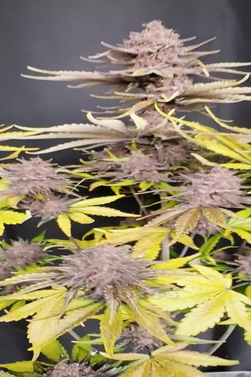 Purple Lemonade Auto RF3™ video