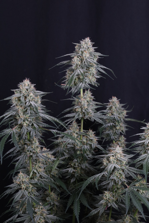 Garlic Mint Sherbet Auto