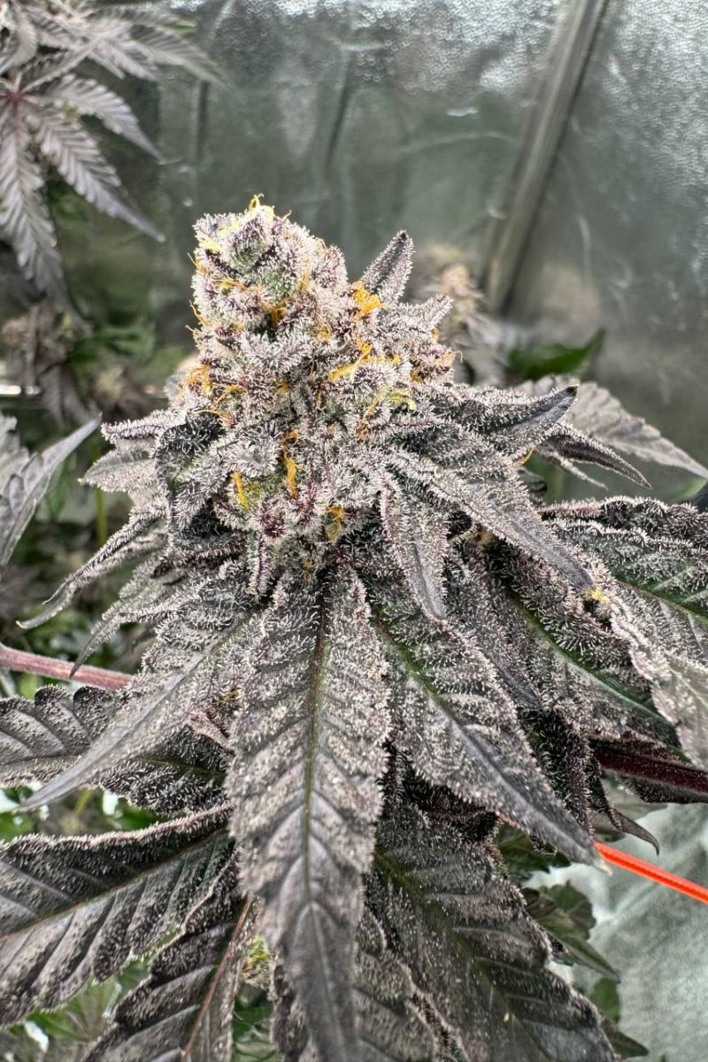 Photo of Gary Sherbet