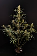 Jack Herer Auto
