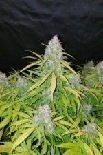 Californian Snow Auto