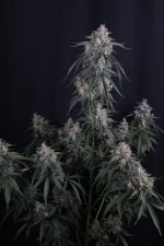 GMO Auto
