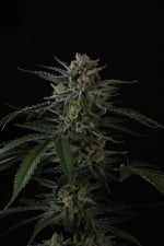 Banana Guava Auto