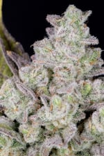 Gorilla Cookies Auto