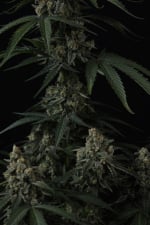Banana Cherry Cookies Auto