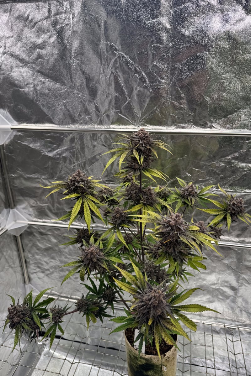 Photo of Cherry Cola Auto RF3