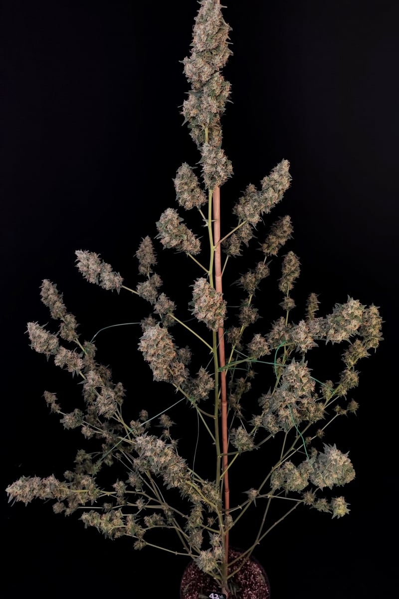 Photo of Cheese Auto