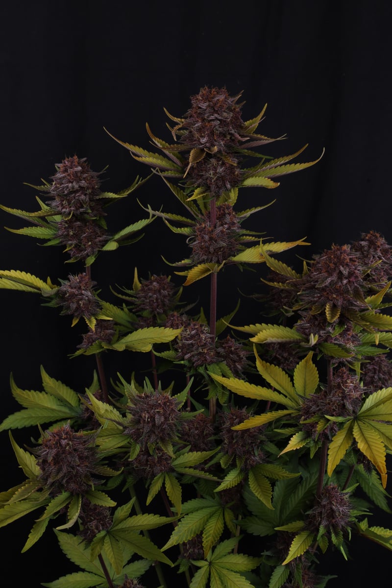 Photo of Purple Lemonade Auto RF3