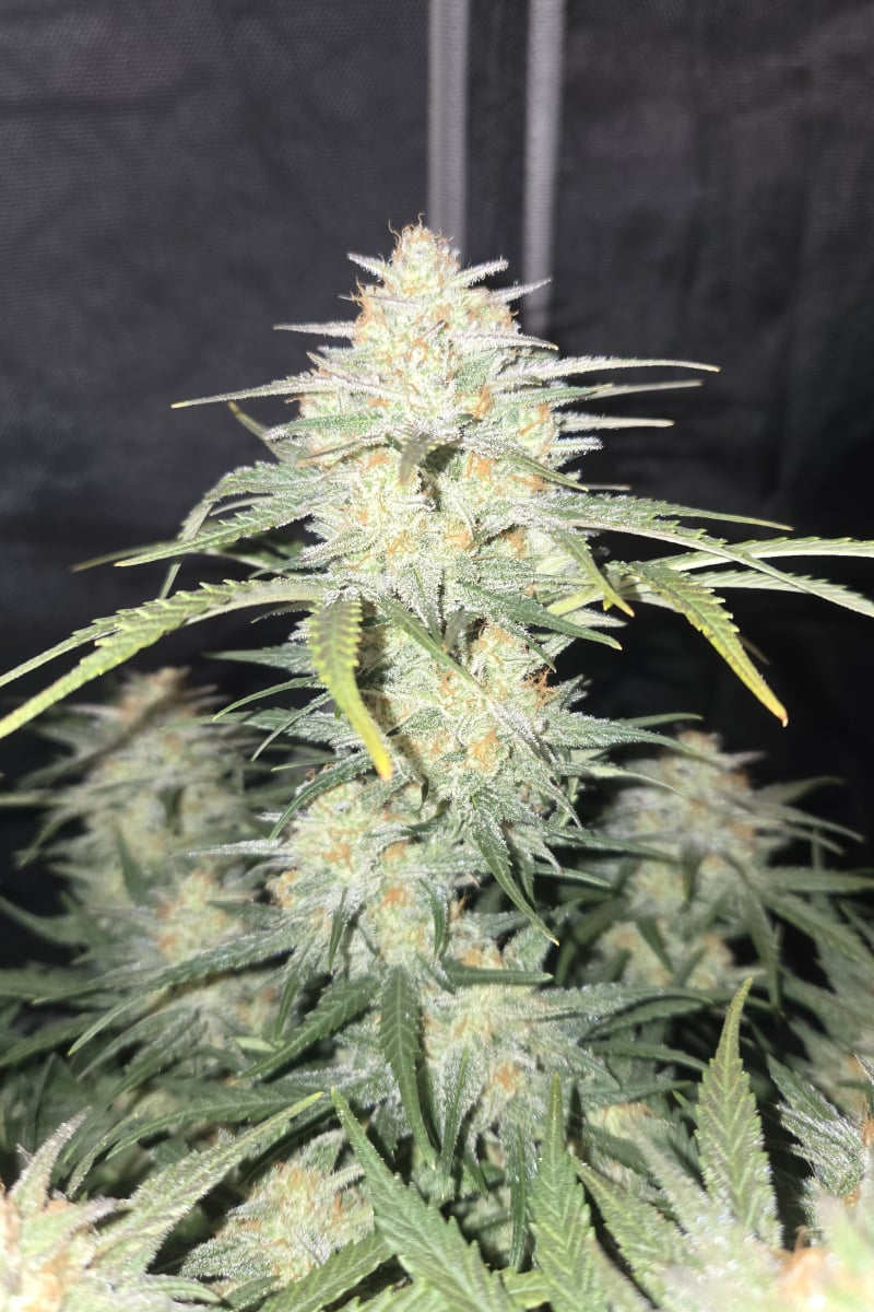 Photo of Frostbanger Auto