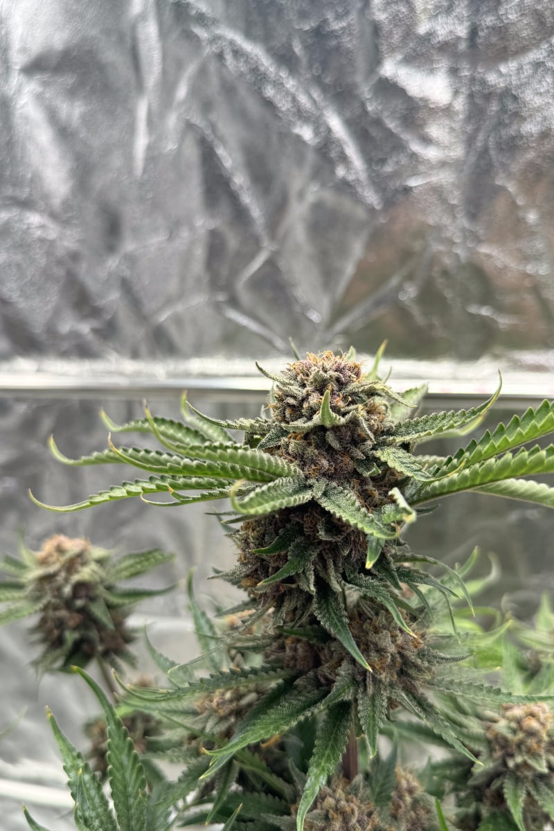 Photo of Cherry Cola Auto RF3