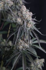 Pineapple OG Auto