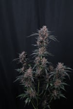 Mango Cherry Runtz Auto