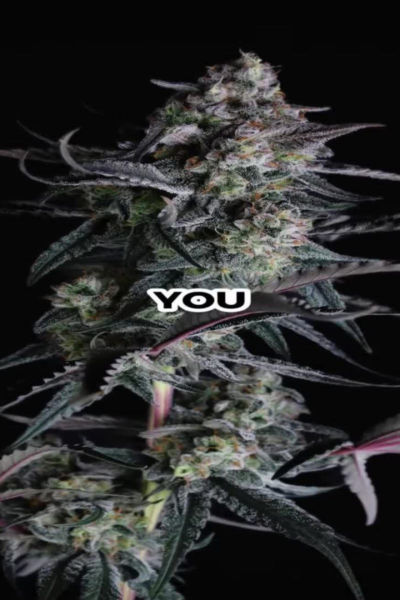 Pineapple OG Auto video