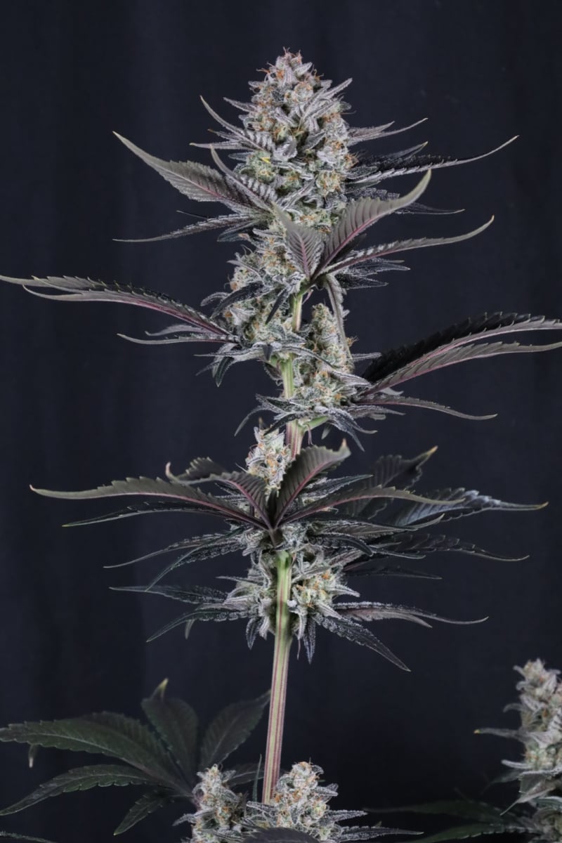 Photo of Mendo Guava Auto