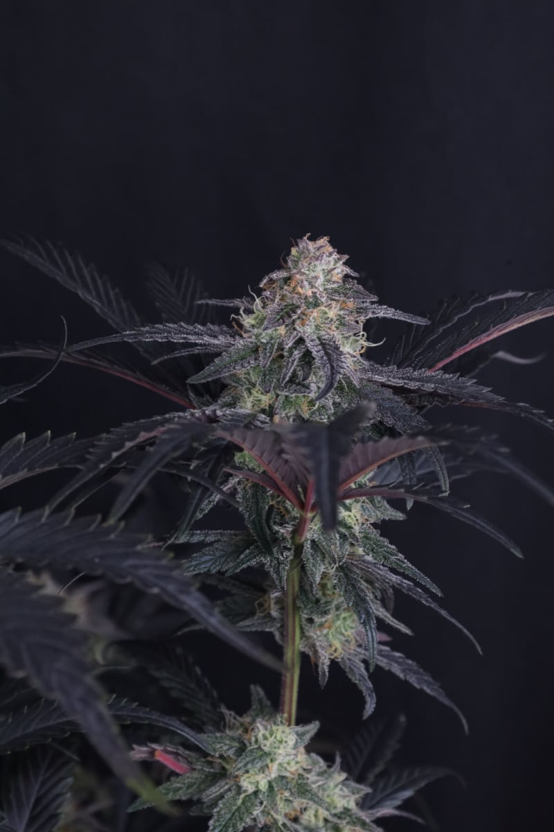 Photo of Mendo Frost Auto