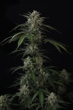 Banana Guava Auto