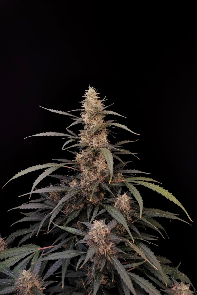 Photo of Amnesia Haze Auto