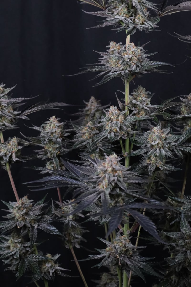 Photo of Mendo Guava Auto