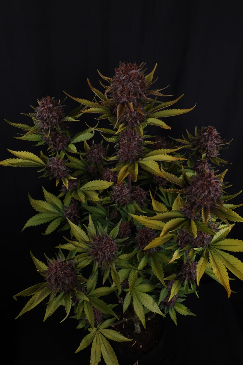 Photo of Purple Lemonade Auto RF3