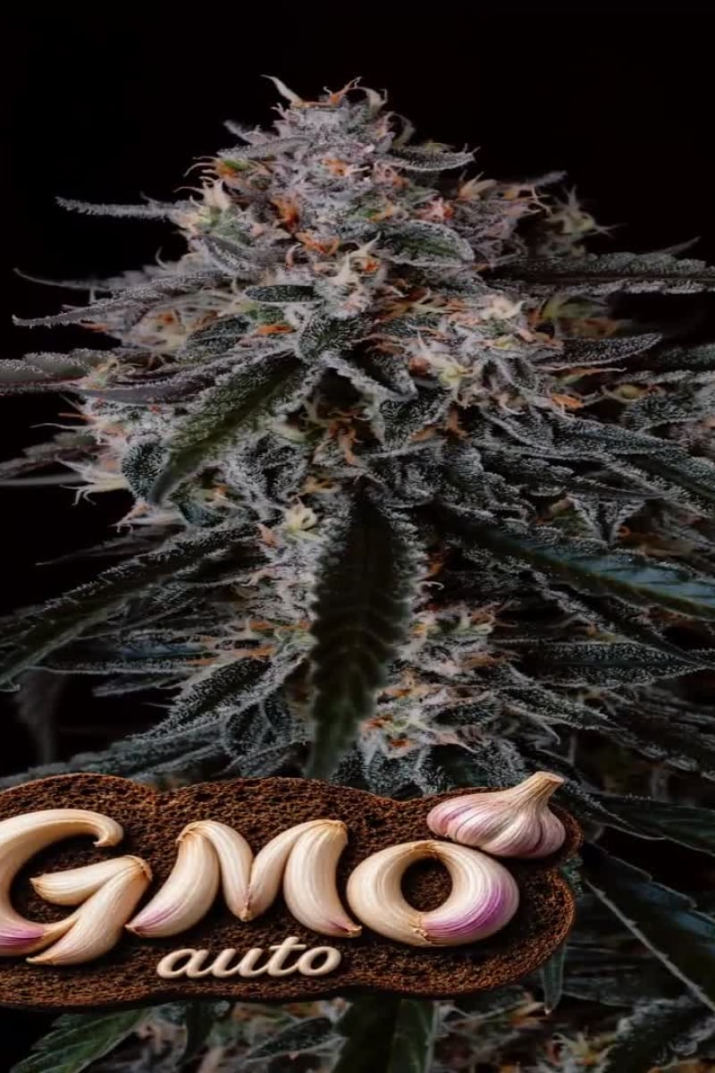 GMO Auto video