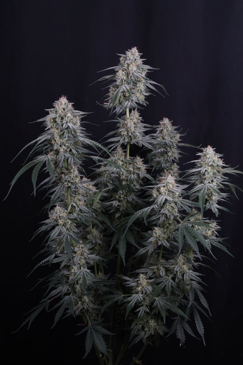 Photo of Garlic Mint Sherbet Auto