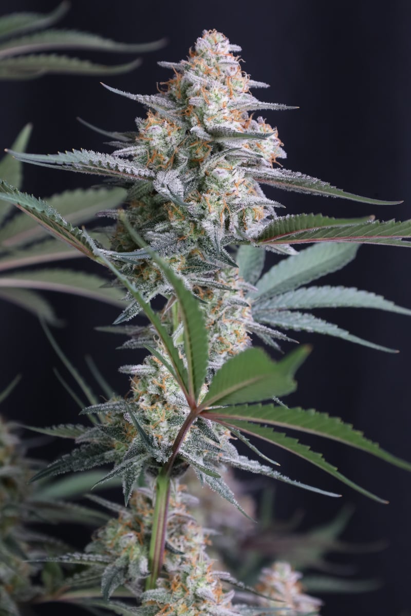 Photo of Lemon Tree Auto