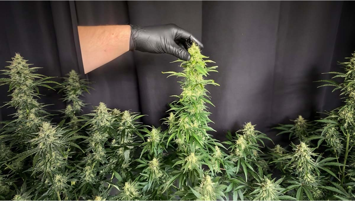 Gorilla Z Auto: Test populacji ujawnia stabilność, żywicę i owocowe terpeny