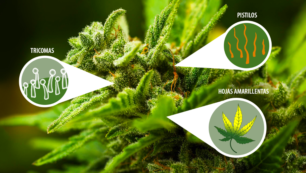 Qué partes de la marihuana fumas? - Essence Cannabis Dispensary