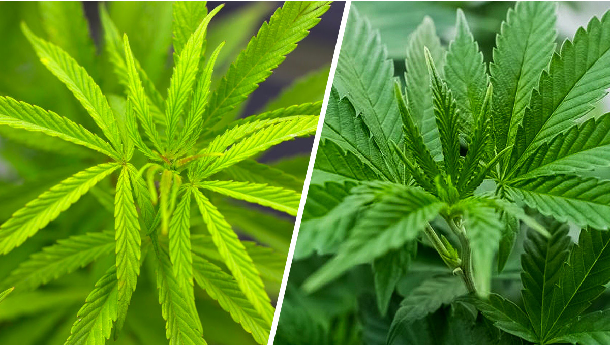 Sativa vs Indica: Cual es la diferencia ? - Semillas de marihuana  Autoflorecientes Fast Buds