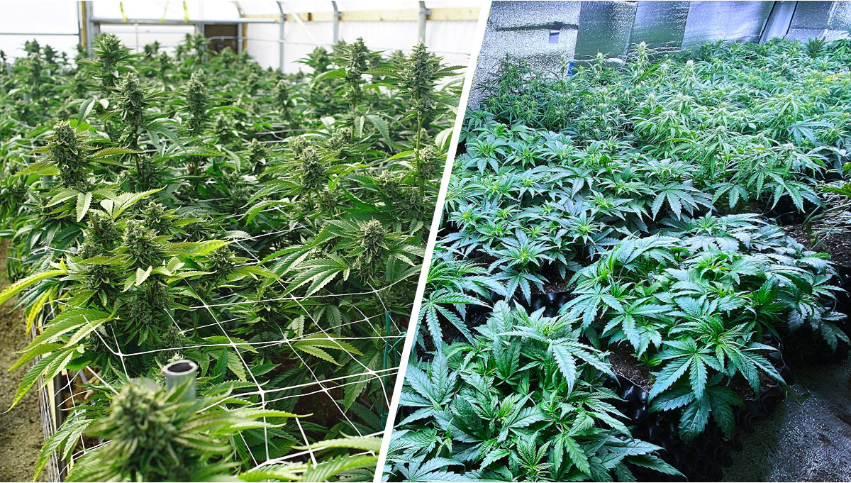 SCROG vs SOG Qual Il Migliore Per Le Tue Autofiorenti