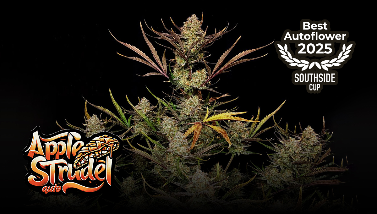 Apple Strudel Auto Shines at the Southside Cup 2025 in Germany