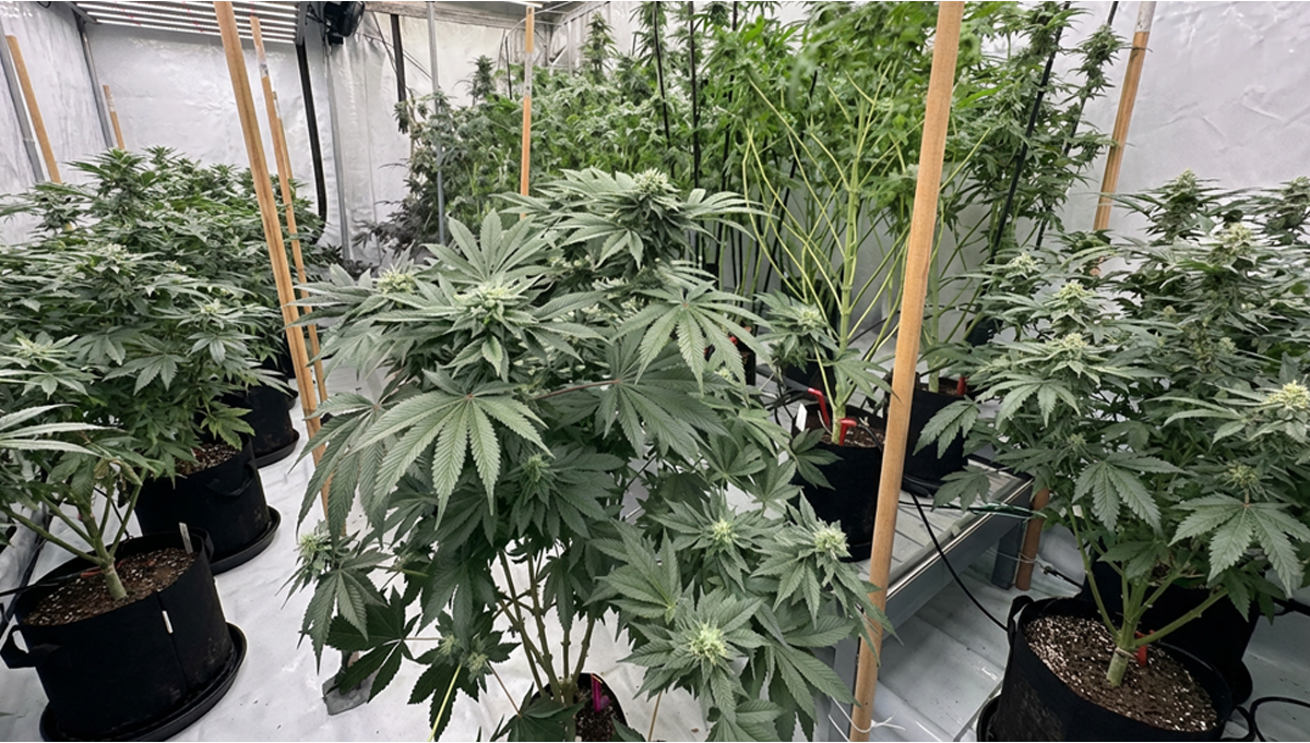 Použití techniky lollipopping v naší místnosti pro fotoperiodické zátěžové testy