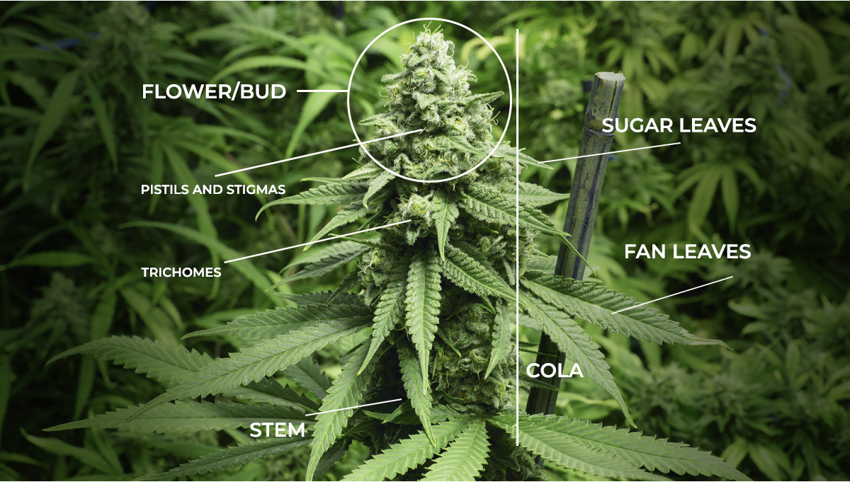 Cannabis Plants Anatomy: From Seeds To Buds