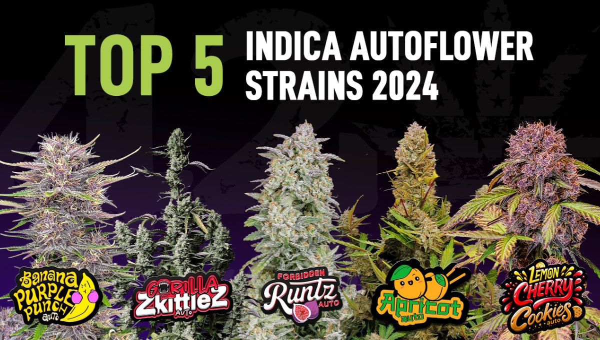 The Top 5 Best Indica Autoflower Strains | Fast Buds