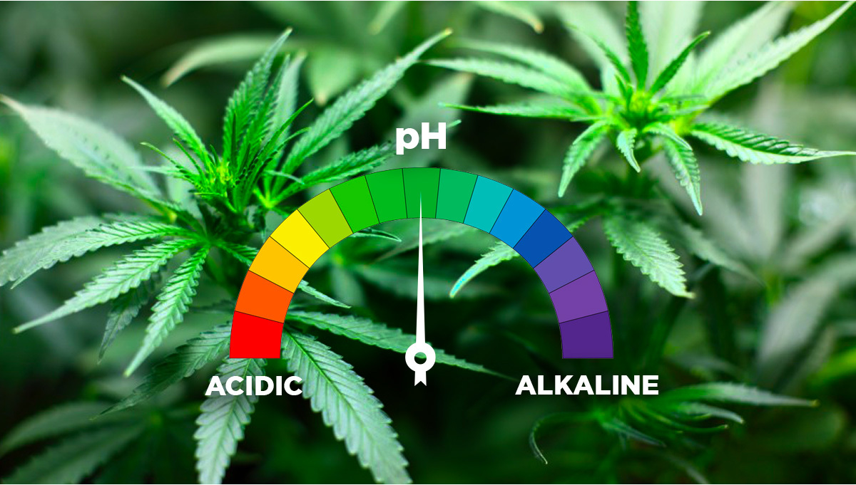 I Migliori Livelli di pH per la Coltivazione di Cannabis Autofiorente - Semi  di Cannabis Autofiorenti Fast Buds