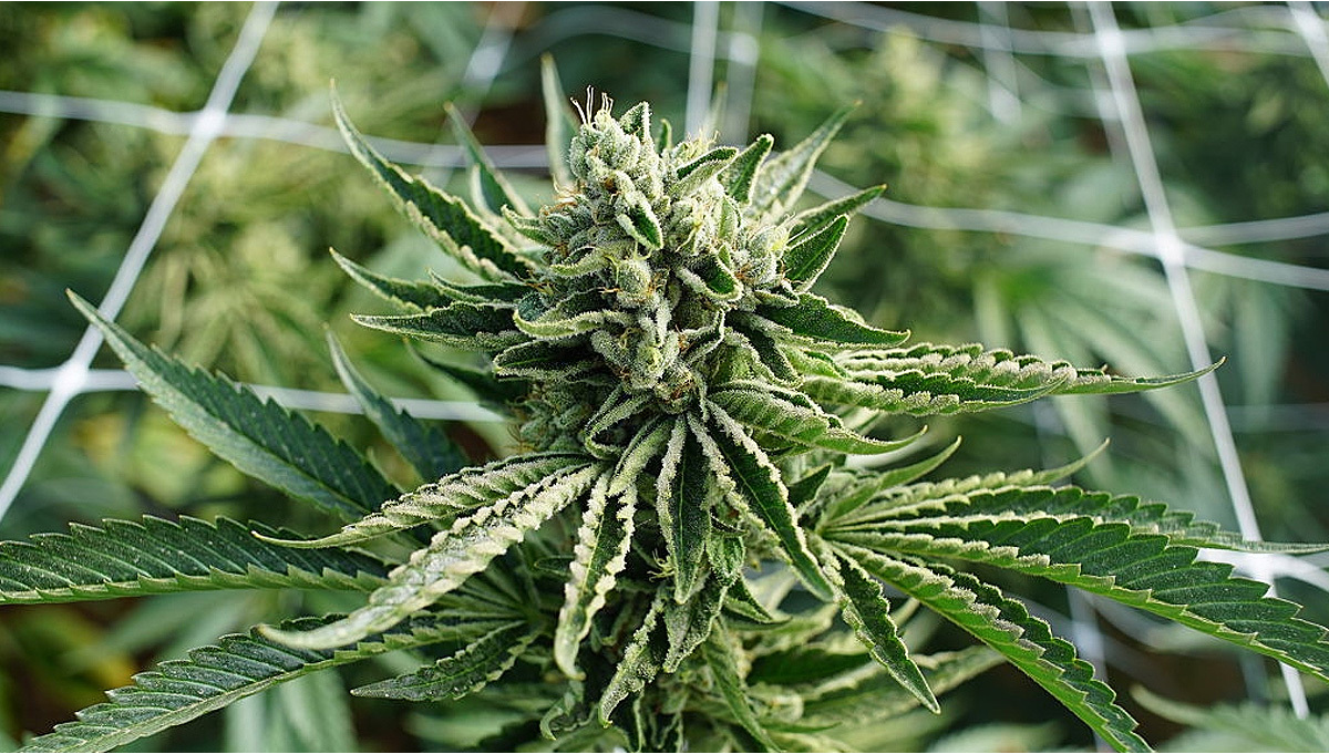 Your Guide To Cannabis Flowering - Fast Buds Autoflowering Hanfsamen