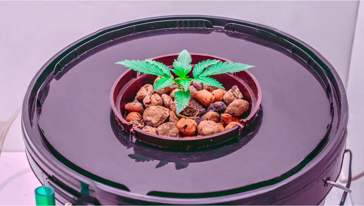  5 errores comunes al cultivar en aeropona 