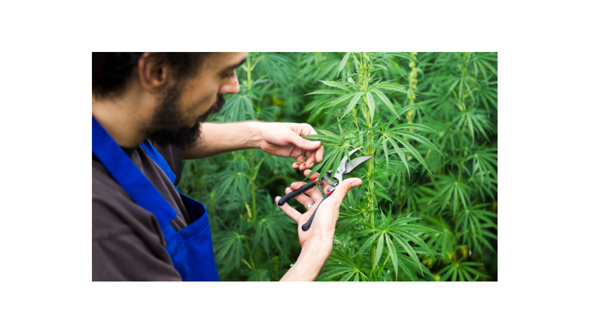 Czy Defoliacja Automatycznie Kwitnacej Konopi Jest Bezpieczna